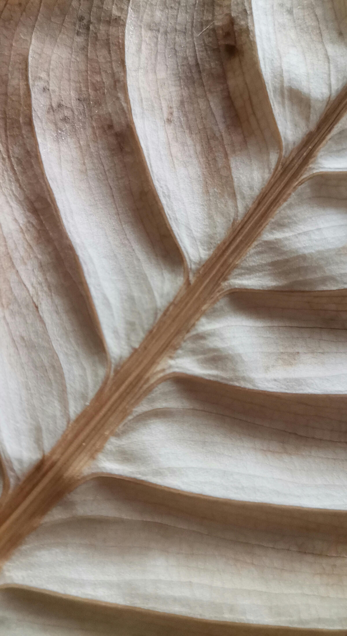 Cambaya Beach Resort Practice Cambaya Beach Resort Practice