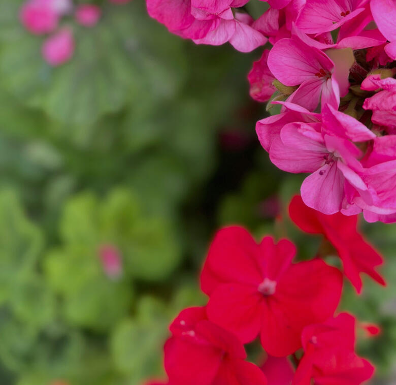 Cambaya Beach Resort 3 Night Experience Cambaya Beach Resort 3 Night Experience